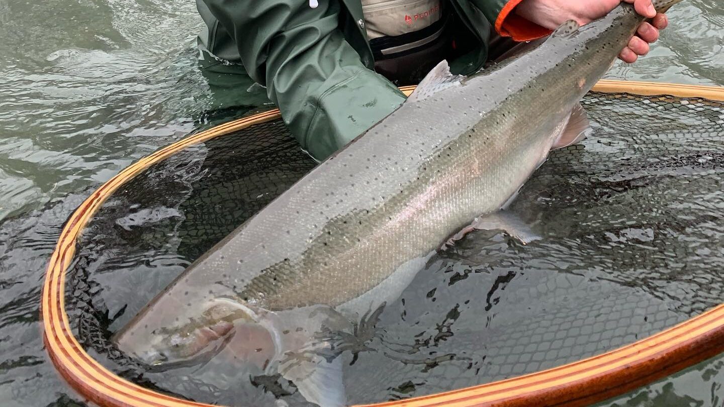 guided fly fishing trips for olympic peninsula steelhead