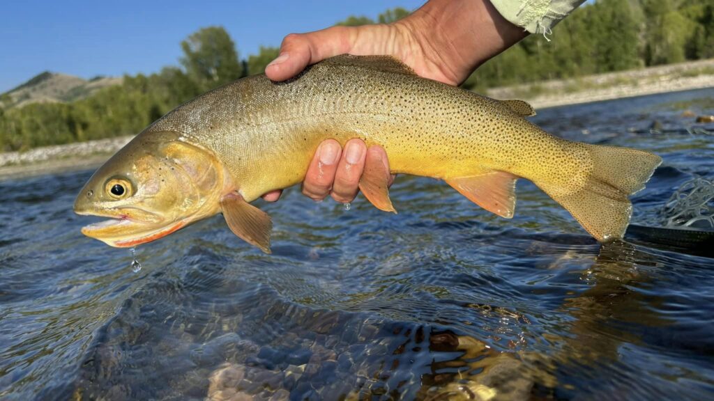 jackson wyoming fly fishing cutthroat trout caught on a foam fly