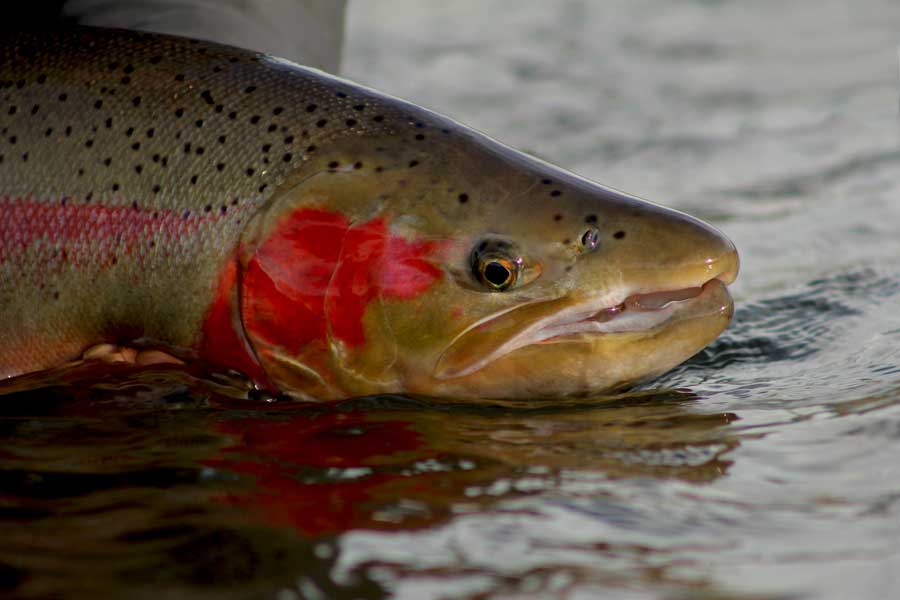 Olympic Peninsula Fly Fishing Steelhead Buck